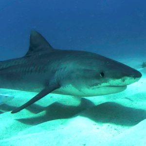 Tiger Shark