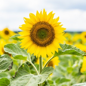 bright yellow sunflower