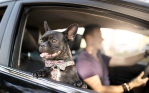 Dog in car with owner