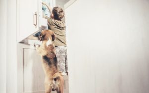 boy and dog opening cabinet