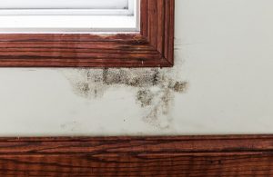 Black mold under window