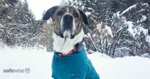 dog with gps tracker in snow