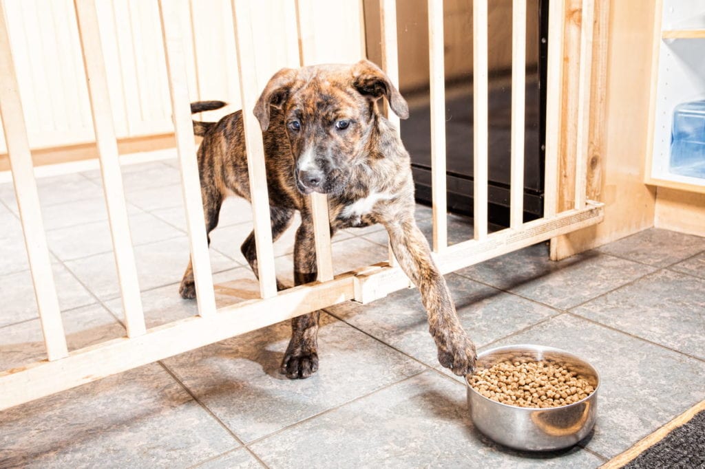 a puppy behind a gate trying to pull a bowl of food closer with her paw