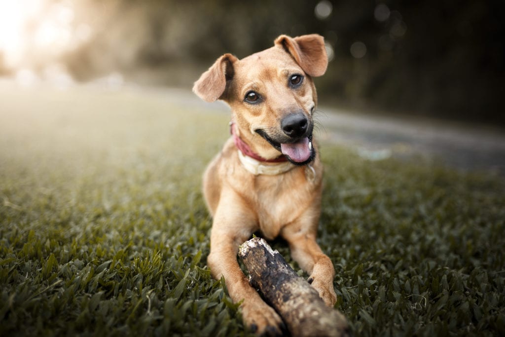 Mutt dog with GPS collar playing with a stick