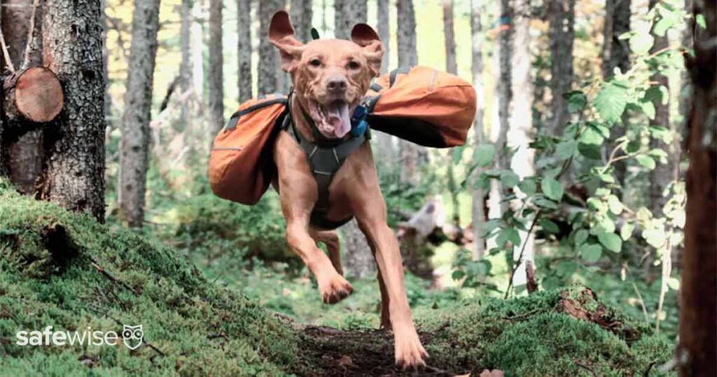 happy dog hiking in the woods