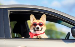 corgi in the passenger side of a car