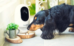 pawbo camera feeding treat to small black dog